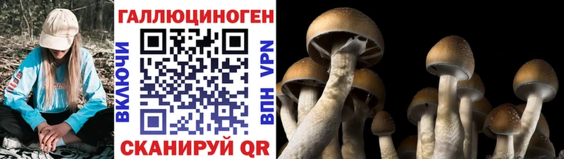 Купить Горбатов Псилоцибиновые грибы GOLDEN TEACHER